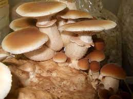 champignonnière 1
